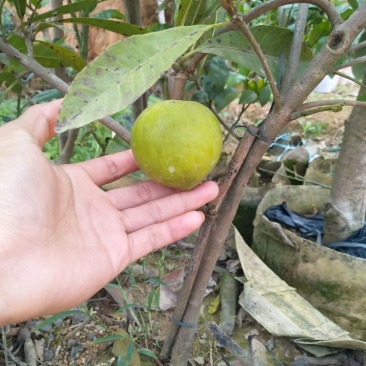 蛋黄果苗鸡蛋果苗阳台庭院南方种植当年结果苗