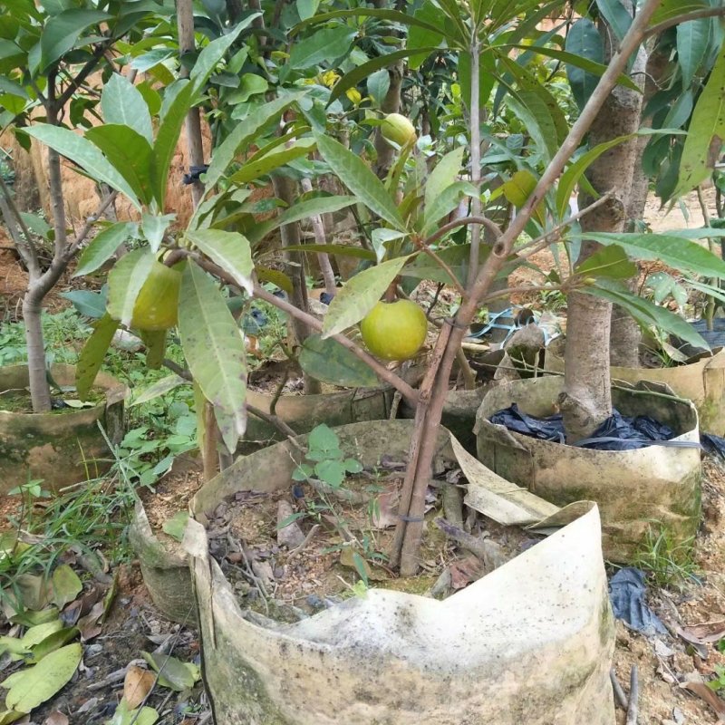 蛋黄果苗鸡蛋果苗阳台庭院南方种植当年结果苗