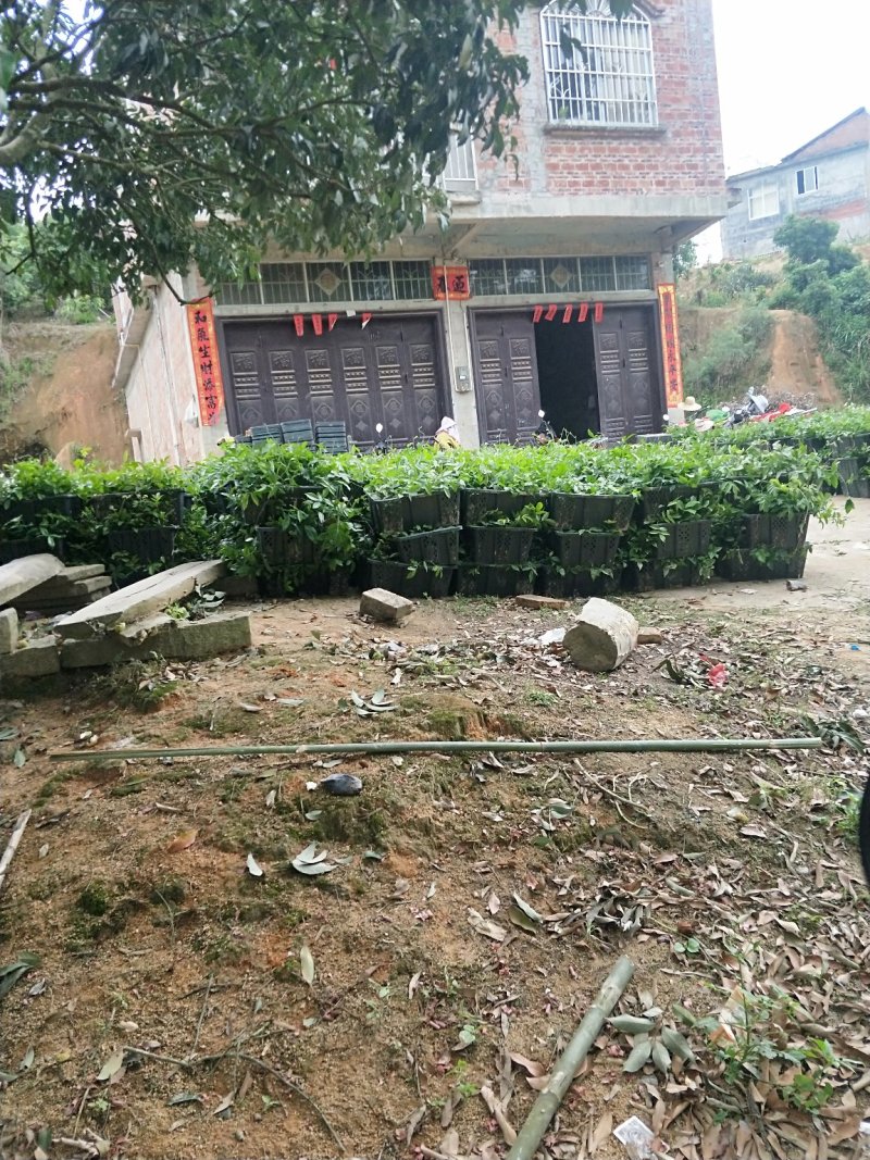 牛大力苗大叶小叶各种药材苗