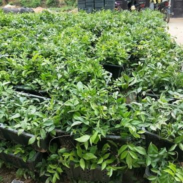 牛大力苗大叶小叶各种药材苗