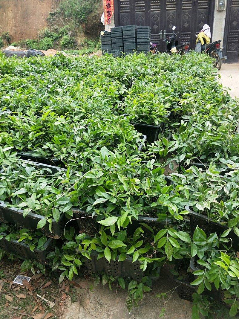 牛大力苗大叶小叶各种药材苗