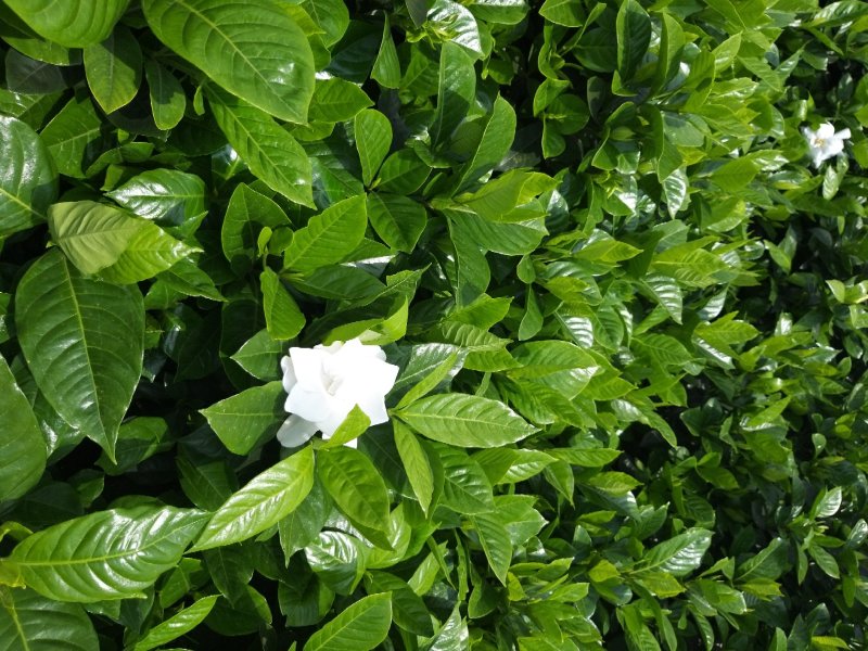栀子花质量好价格低诚信合作一手货源基地直发视频看货