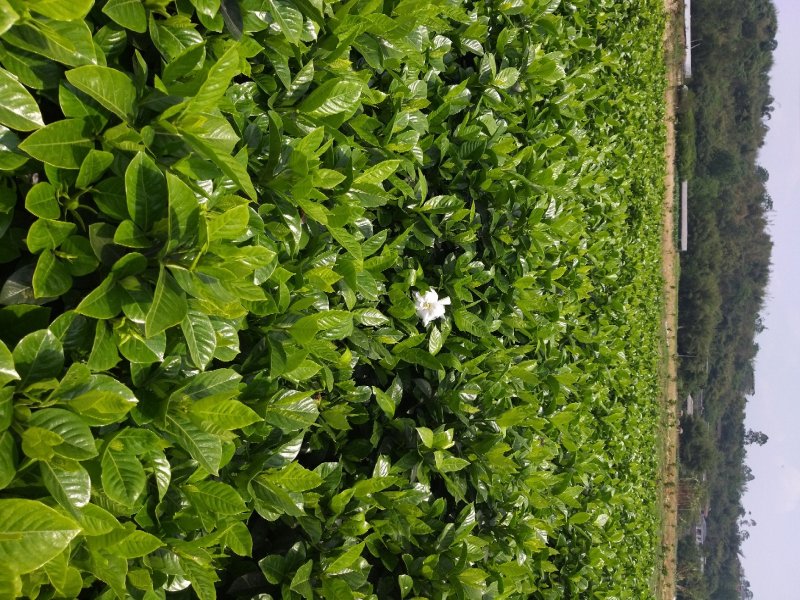 栀子花质量好价格低诚信合作一手货源基地直发视频看货
