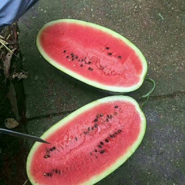 广西南宁供应优质黑美人西瓜质量好，甜度佳