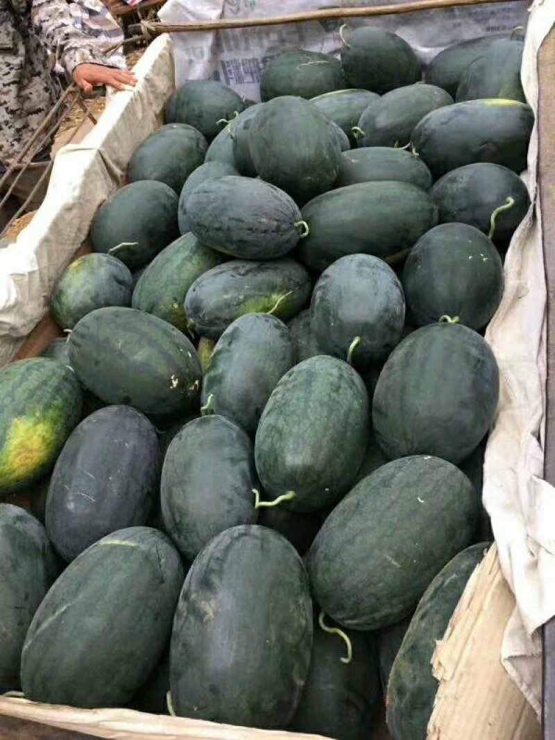 广西南宁供应优质黑美人西瓜质量好，甜度佳