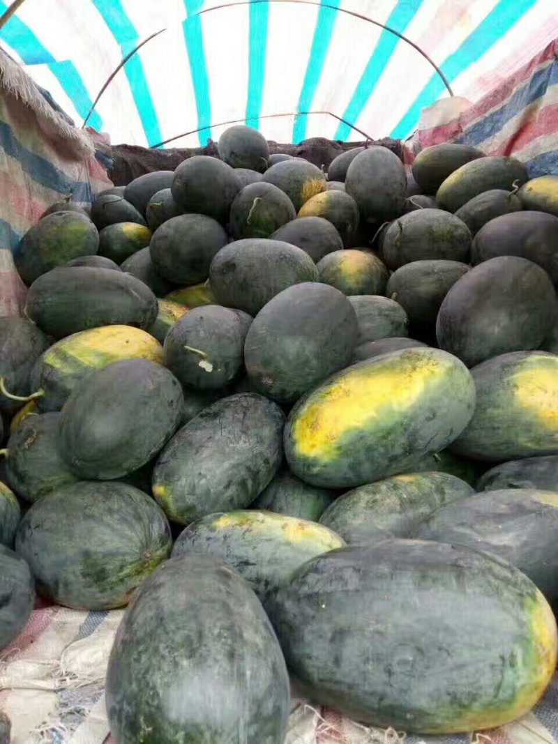 广西南宁供应优质黑美人西瓜质量好，甜度佳
