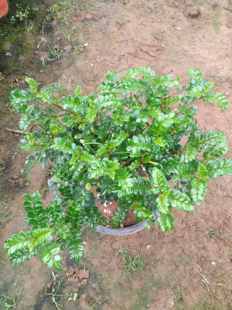 清香木