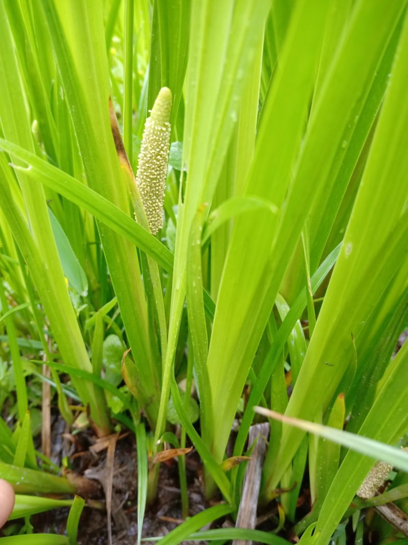 水菖蒲有需要的联系我，货量大，