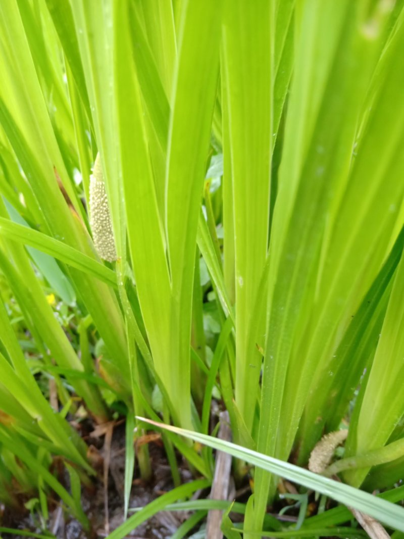 水菖蒲有需要的联系我，货量大，