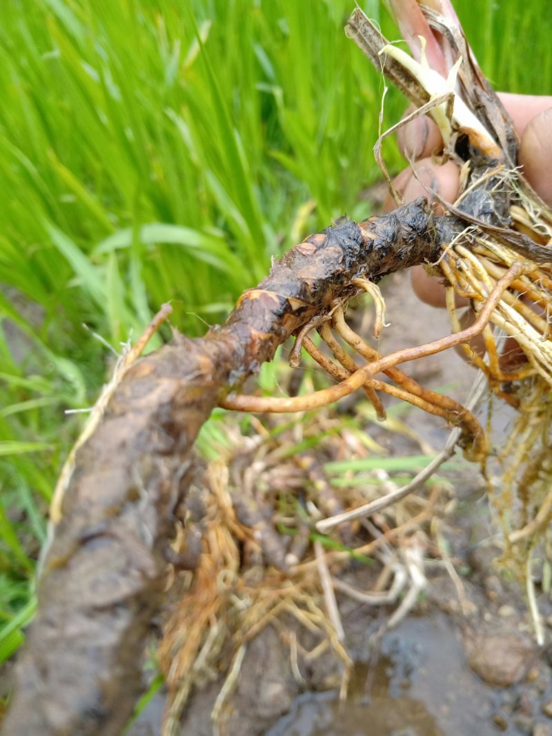 水菖蒲有需要的联系我，货量大，