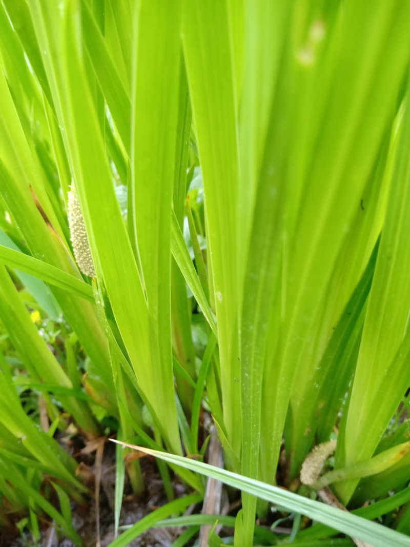 水菖蒲有需要的联系我，货量大，