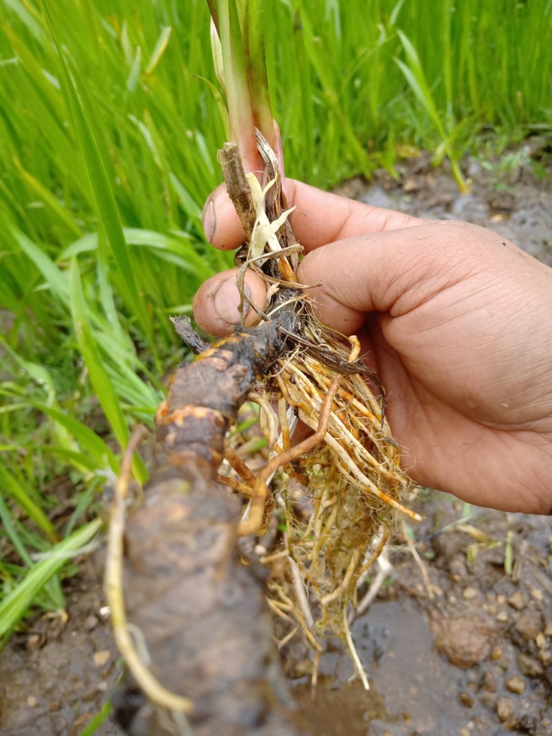 水菖蒲有需要的联系我，货量大，
