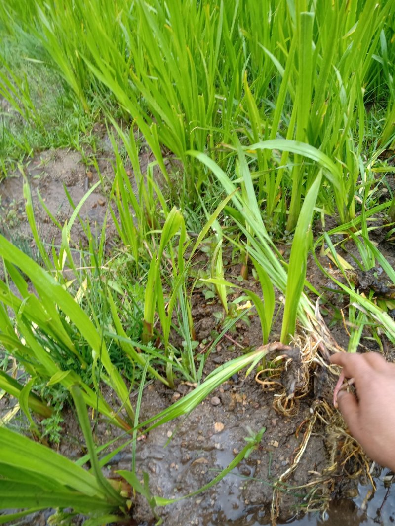 水菖蒲有需要的联系我，货量大，