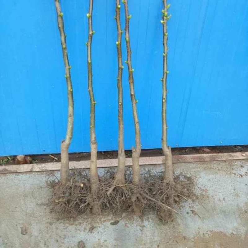 碧根果树苗，美国山核桃，品种好，易管理，基地直供