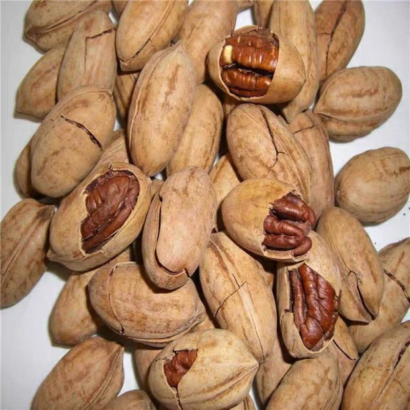 碧根果树苗，美国山核桃，品种好，易管理，基地直供