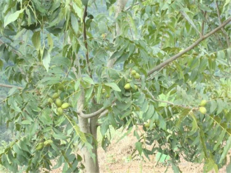 碧根果树苗，美国山核桃，品种好，易管理，基地直供