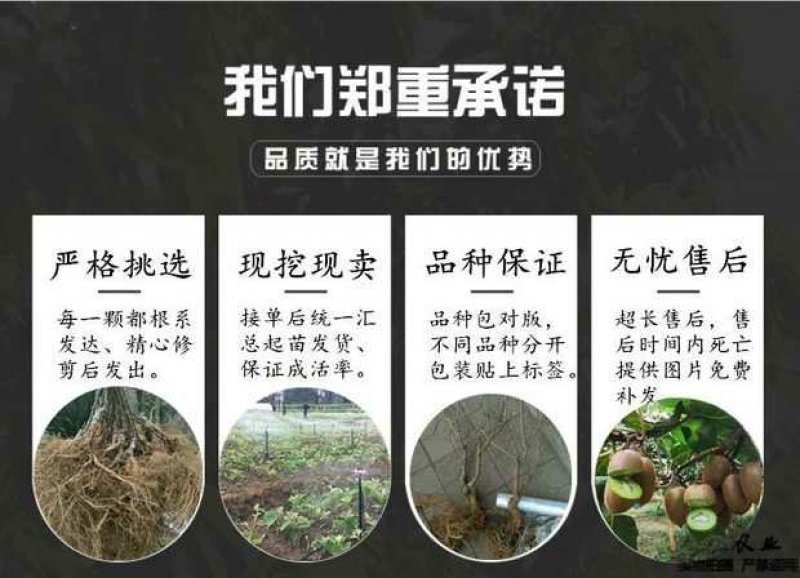 碧根果树苗，美国山核桃，品种好，易管理，基地直供