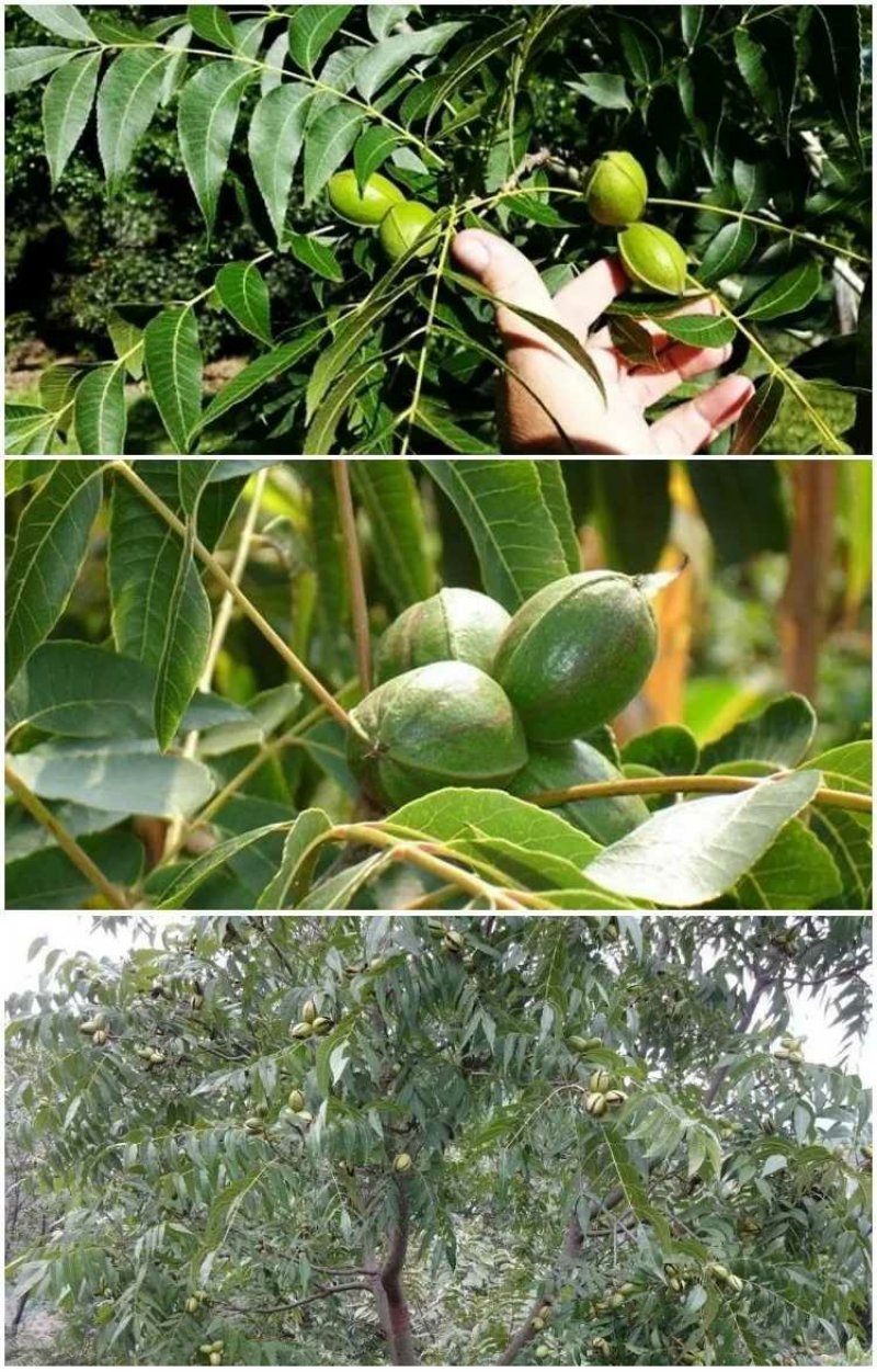 碧根果树苗，美国山核桃，品种好，易管理，基地直供