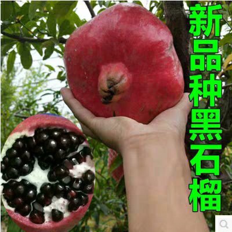 软籽黑石榴苗，纯甜，明年结果苗，质量保证