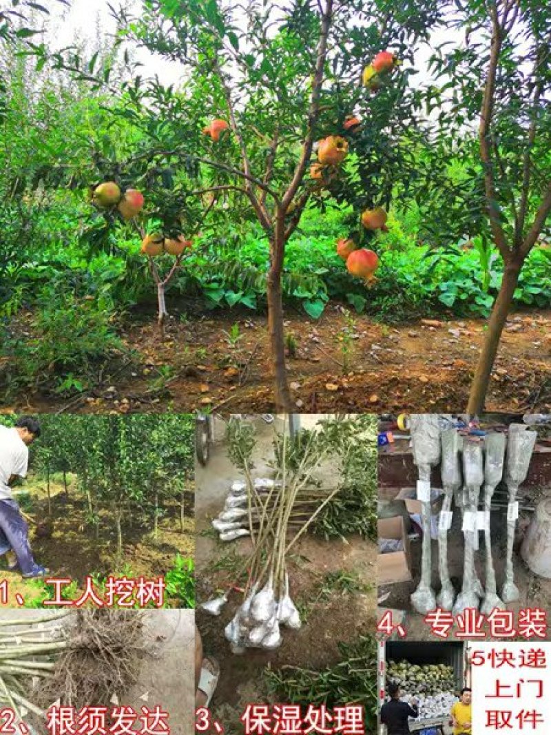 软籽黑石榴苗，纯甜，明年结果苗，质量保证