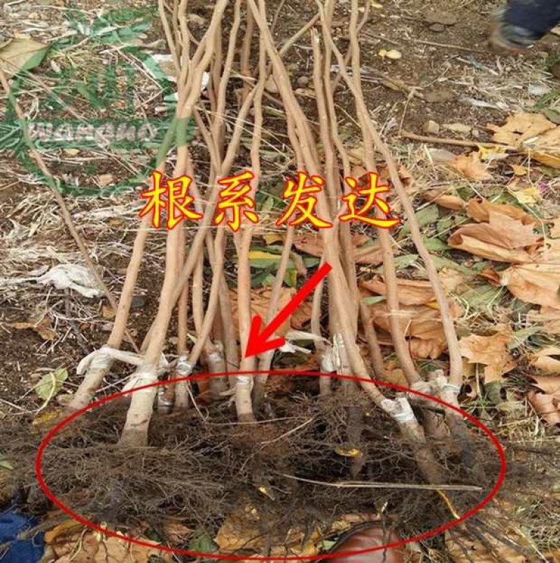 黑柿苗，脆甜，摘下就可以吃，品质保证，免费后期指导