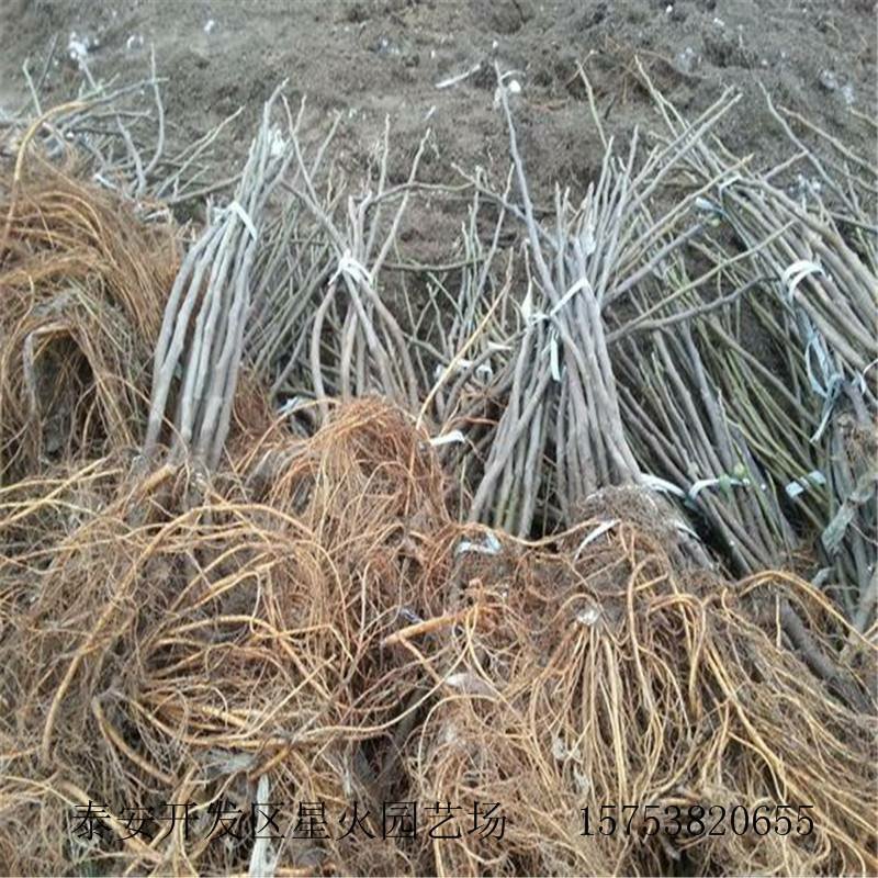 布兰瑞克无花果树苗，产量高，免费后期指导