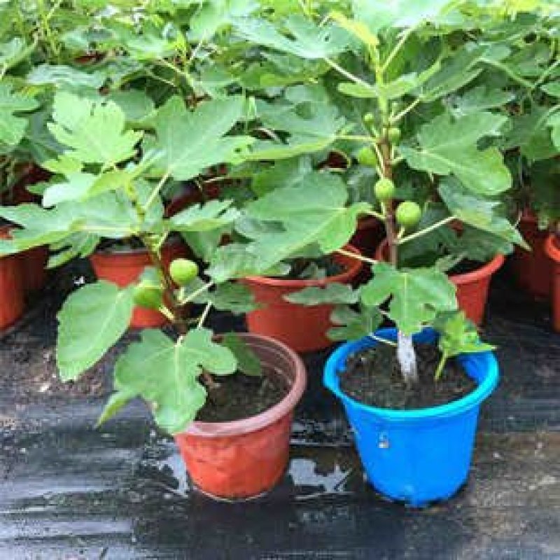 布兰瑞克无花果树苗，产量高，免费后期指导
