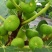 布兰瑞克无花果树苗，产量高，免费后期指导
