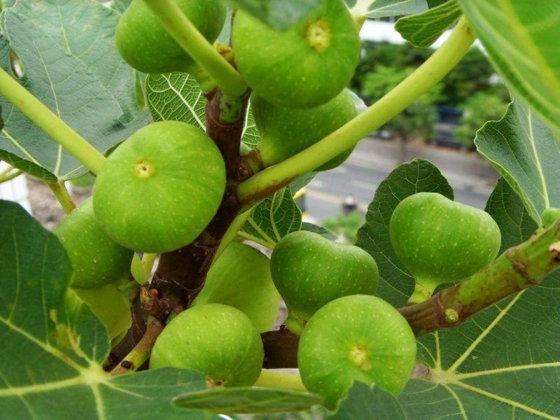 布兰瑞克无花果树苗，产量高，免费后期指导
