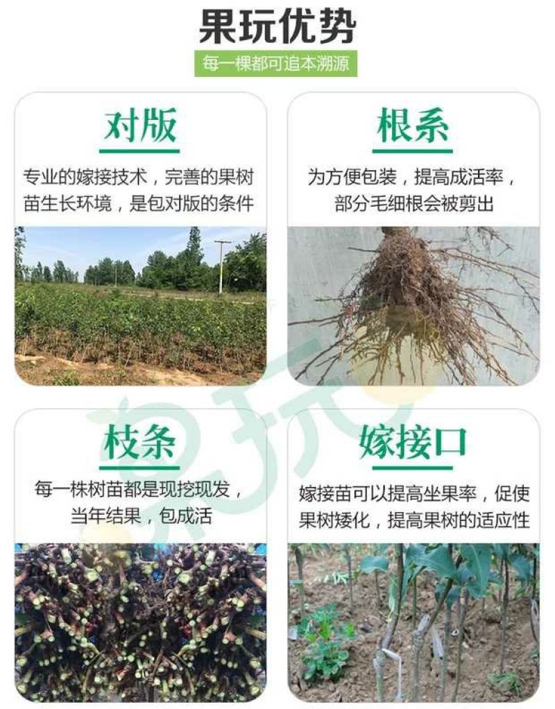 黑柿苗，脆甜，摘下就可以吃，品质保证，免费后期指导
