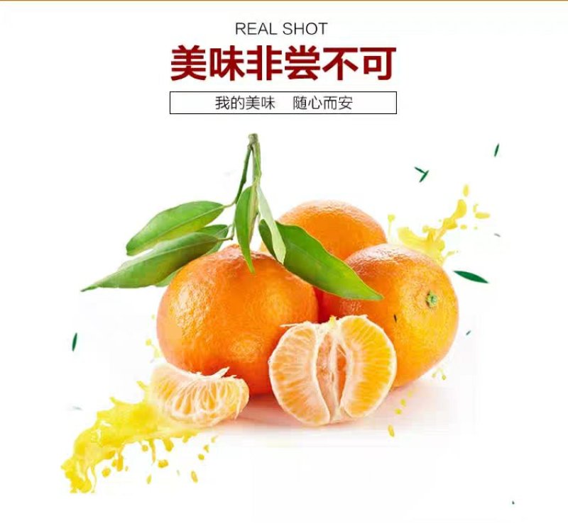 蜜橘苗，甜度高，特早熟由良蜜橘，大分4号，爱莎柑橘，