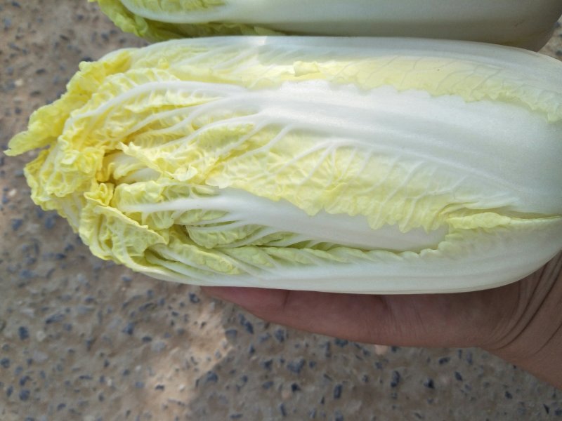 大量精品娃娃菜上市啦