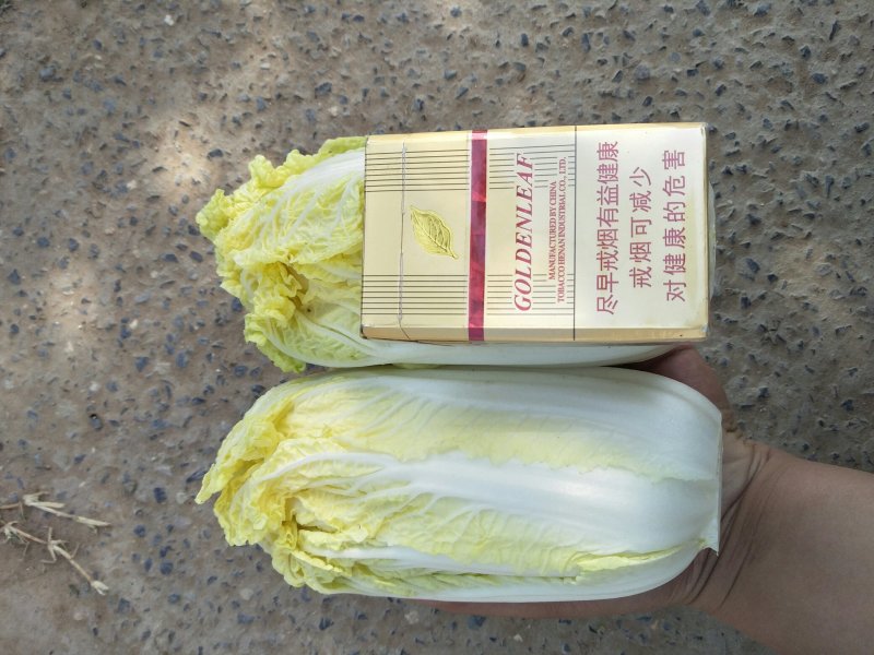 大量精品娃娃菜上市啦