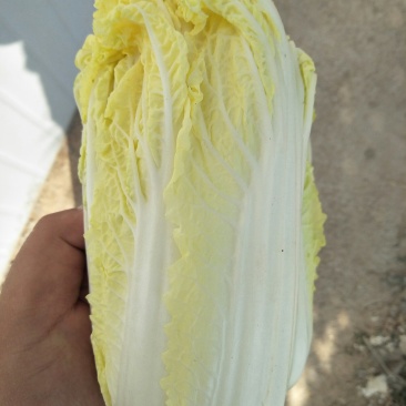 大量精品娃娃菜上市啦