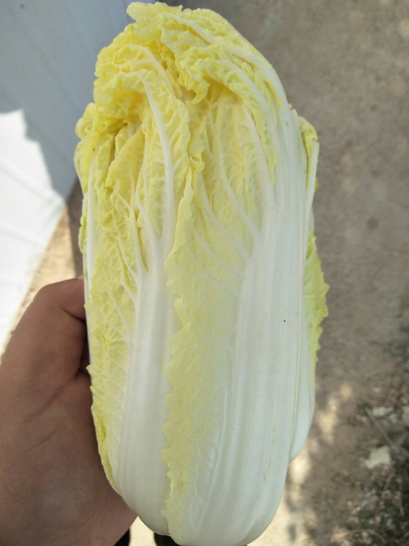 大量精品娃娃菜上市啦