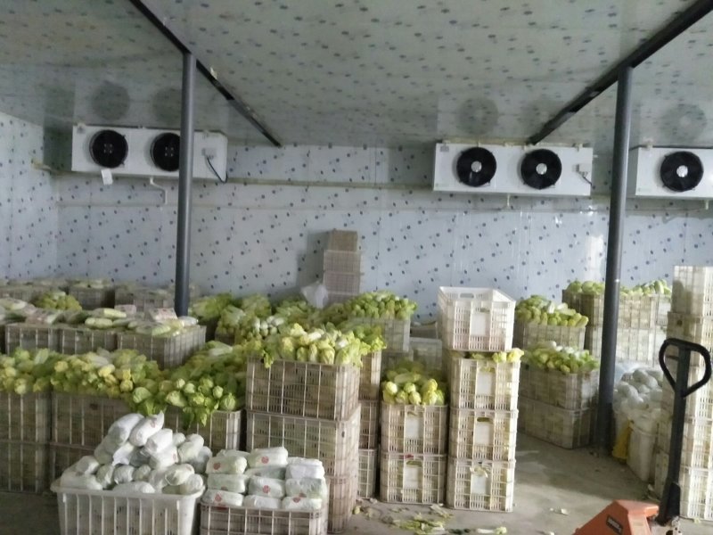 大量精品娃娃菜上市啦