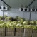 大量精品娃娃菜上市啦