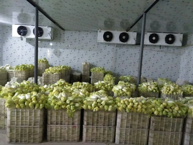 大量精品娃娃菜上市啦