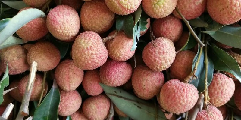 白糖罂