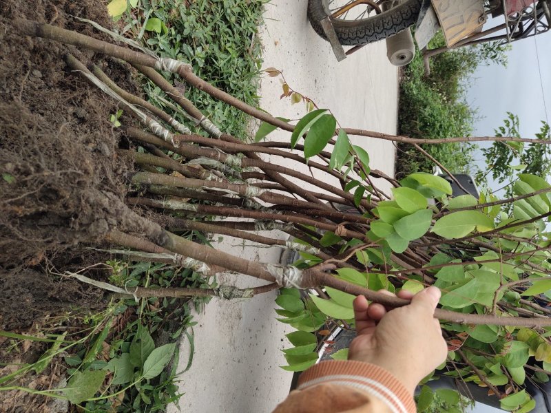 【杨桃苗】四季甜杨桃苗易种植好管理欢迎采购