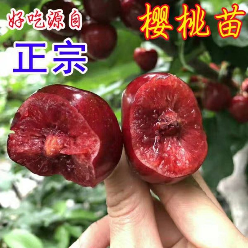 车厘子苗，美早，鲁樱3号，美国一号，俄罗斯8号，早大果