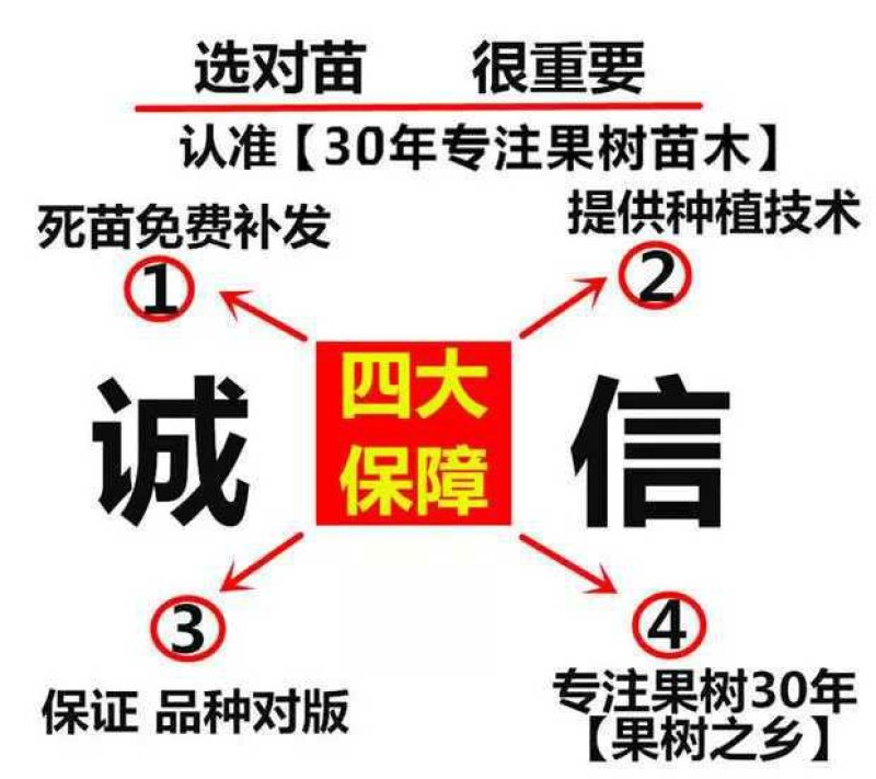 车厘子苗，美早，鲁樱3号，美国一号，俄罗斯8号，早大果
