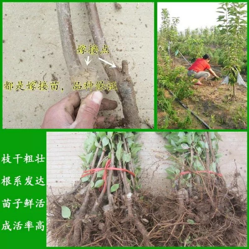 车厘子苗，美早，鲁樱3号，美国一号，俄罗斯8号，早大果