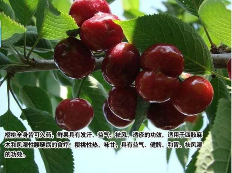 车厘子苗，美早，鲁樱3号，美国一号，俄罗斯8号，早大果
