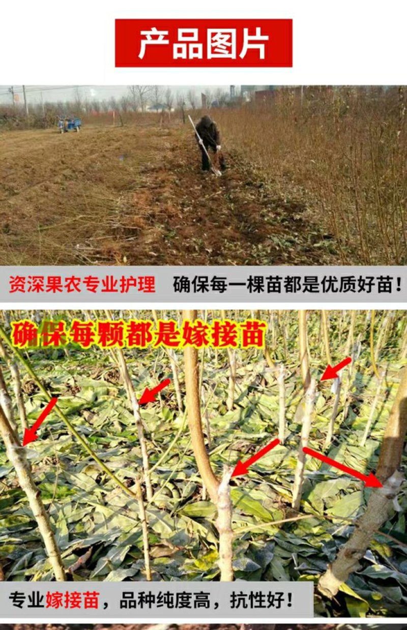 早露蟠桃树，早熟品种，黄蟠，红蟠，油蟠多个品种