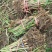 洞庭芦苇10~20cm，成活率高，欢迎各位新老客户光临
