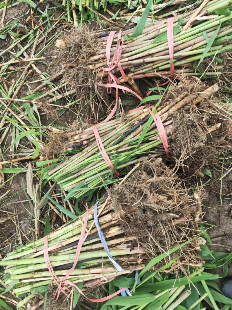 洞庭芦苇10~20cm，成活率高，欢迎各位新老客户光临