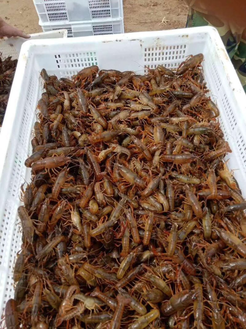 龙虾苗山东微山湖优质龙虾苗全国各地均可送货上门