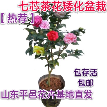 七芯茶花精美花卉送营养粉包邮