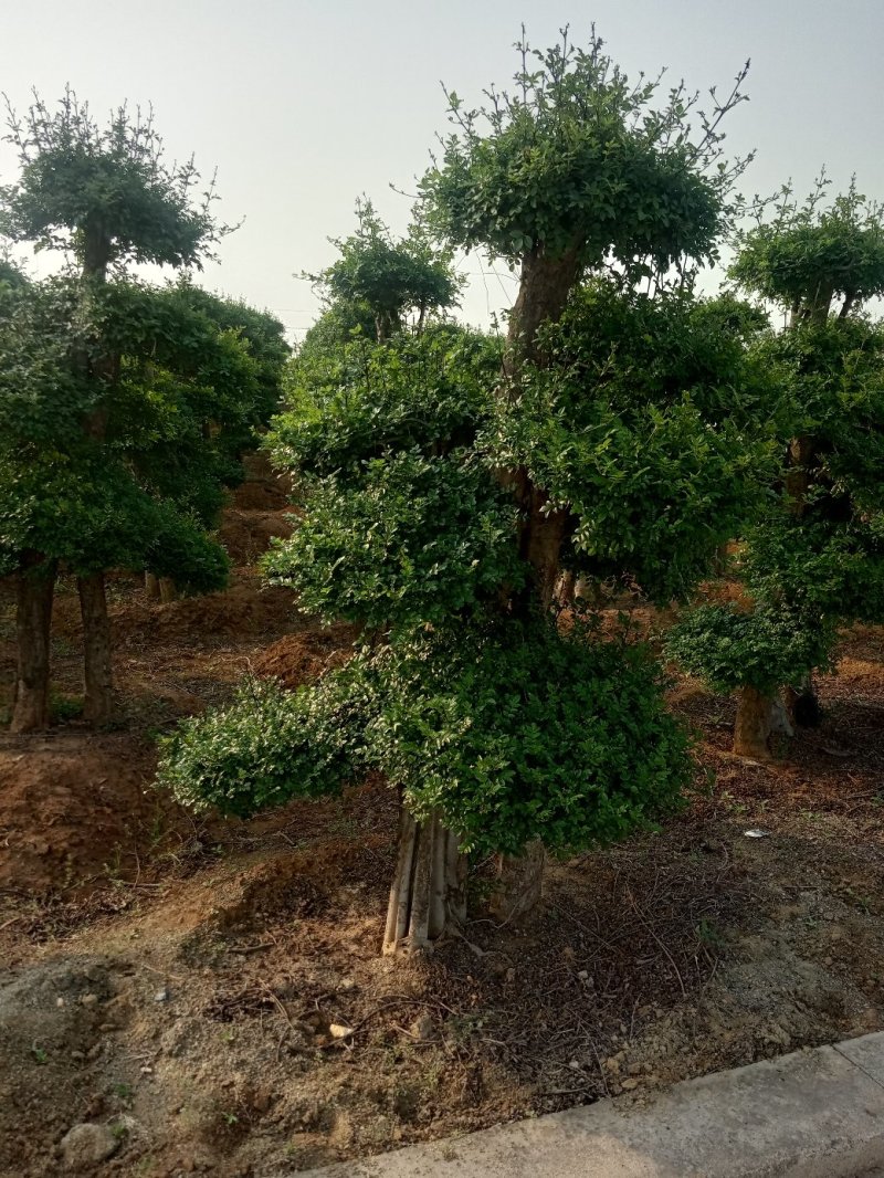 造型树(对节白蜡，二千株〉